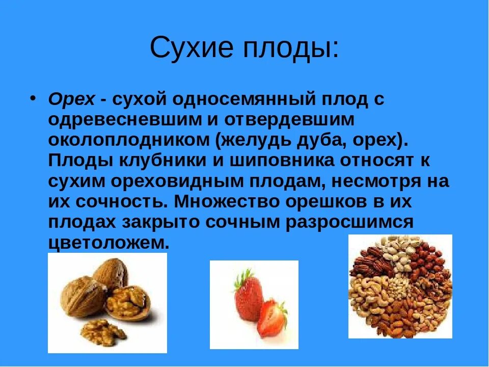 Орех какой тип плода. Сухие односемянные плоды орех. сухой плод орех. ореховидные плоды строение. плоды сухие ореховидные орешек.