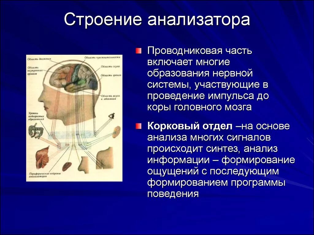 Анатомические структуры анализатора. Строение аналализатора. Структура анализатора. Анализаторы строение анализатора.