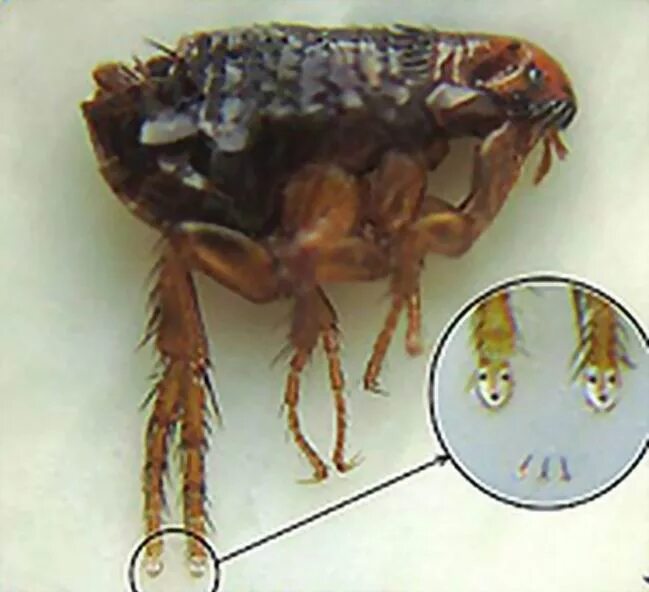 стальная блоха которую подковал левша. откуда была привезена блоха. сколько лет живут блохи. николай алдунин тульский левша. Ctenocephalides canis.