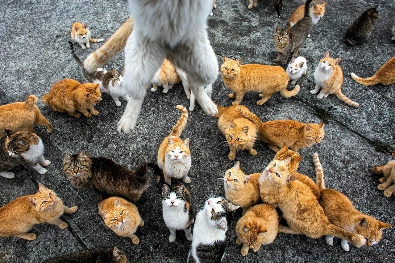 Стая голодных. Тасиро остров кошек. Аосима кошачий остров в Японии. Японский остров кошек Аошима. Остров Аосима остров кошек.