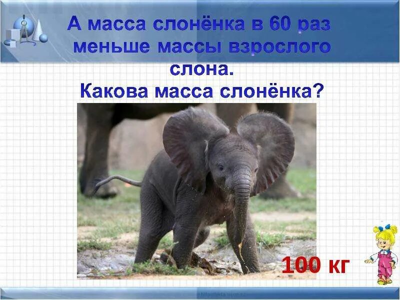 Вес слоненка. Сколько весит маленький слон.