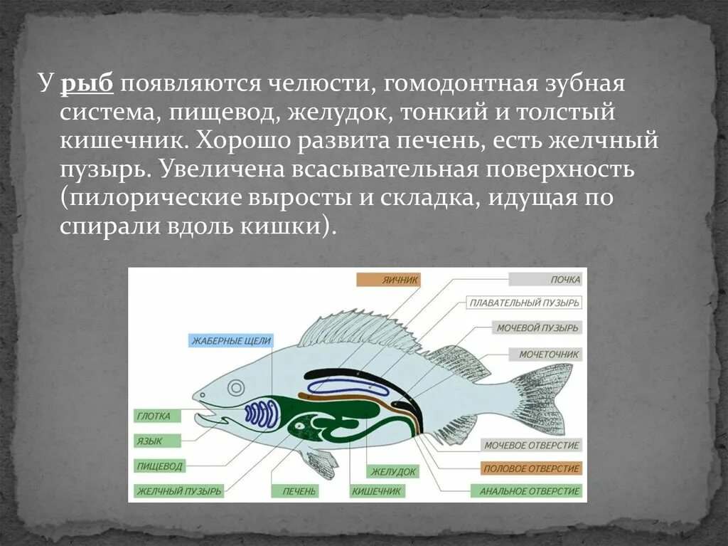 Направления эволюции пищеварительной. Пищеварительная система система рыб. Функции пищеварительной системы у рыб 7 класс. Эволюция пищеварительной системы рыб. Пищеварительная система хрящевых и костных рыб.