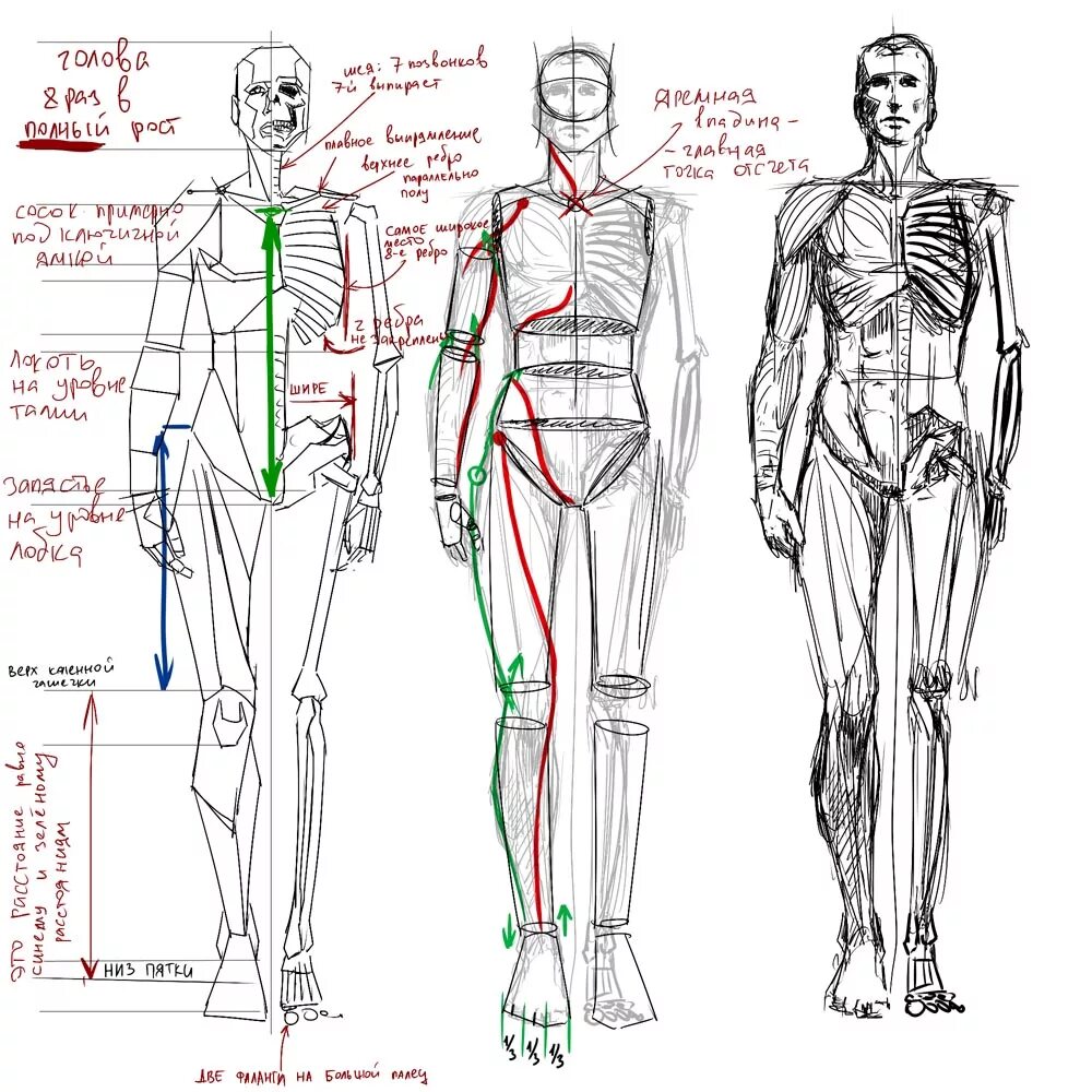 Схема человека. Референсы тела мужчины пропорции. Пропорции мужской фигуры для рисования. Пропорции тела мужчины для рисования. Мужская фигура рисунок пропорции.