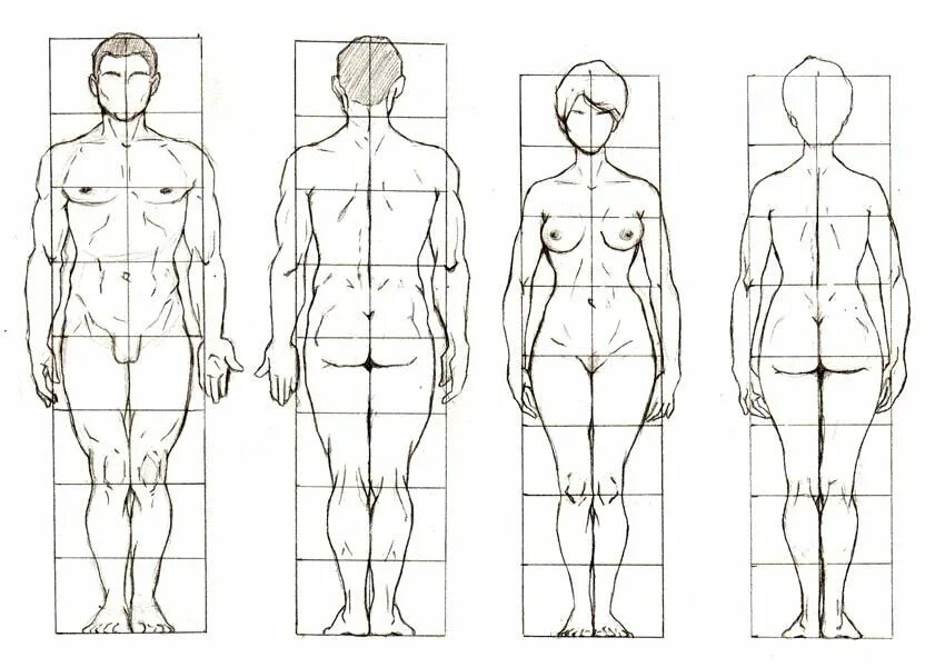 Сколько голов в взрослом человеке. Пропорции тела человека анатомия. Пропорции тела человека рисунок. Пропорции тела человека для художников. Пропорции человеческой фигуры.