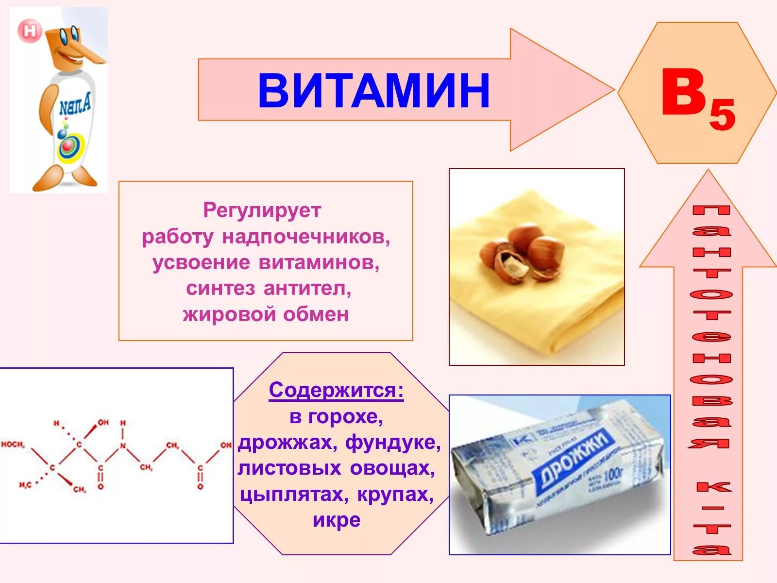 Для чего нужен b6. Роль в организме витамина b5. Витамин b5 синтезируется в организме. Витамин в5 функции. Витамины группы б5.