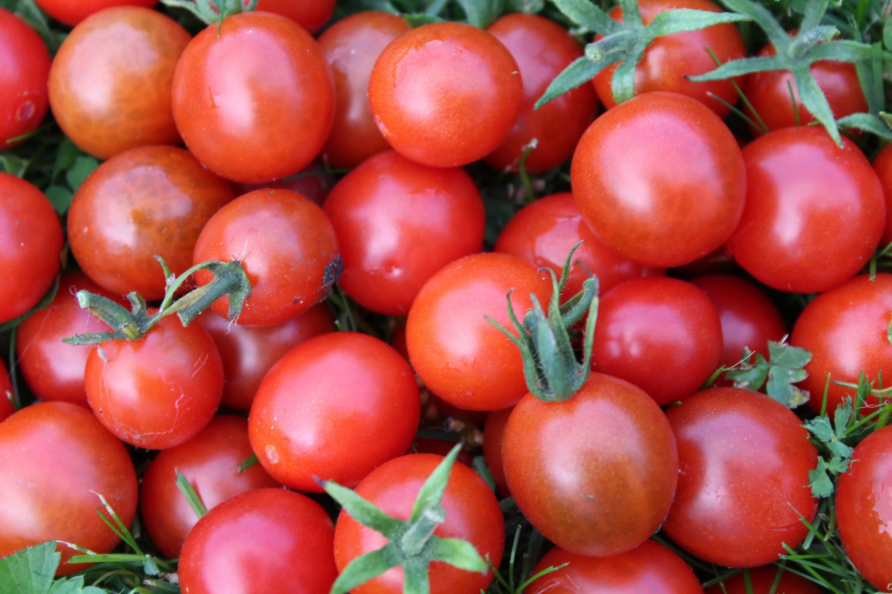 Урожай помидоров. Томатные овощи. Молодые помидоры. Разновидности томатов. Получить хороший урожай помидор