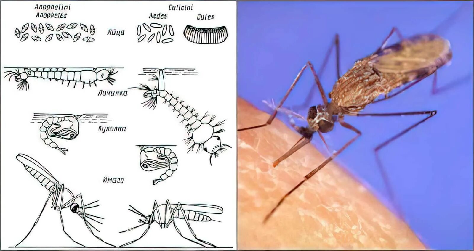 Какое развитие у малярийного комара. Жизненный цикл комаров рода Anopheles. Малярийный комар превращение. Жизненный цикл комара Пискуна. Размножение малярийного комара.