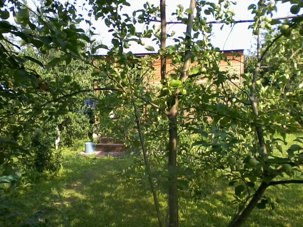 Дубна сады мичуринец. Снт мичуринец дубна. Пожар в снт мичуринец дубне сегодня. Снт снт мичуринец. Дачи в снт мичуринец дубна.