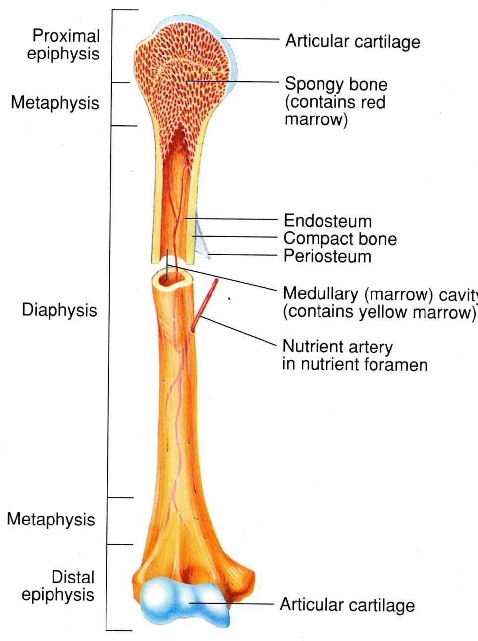 Long bone. Long Bone анатомия. Кость. Эпифиз кости. Periosteum of Bone.