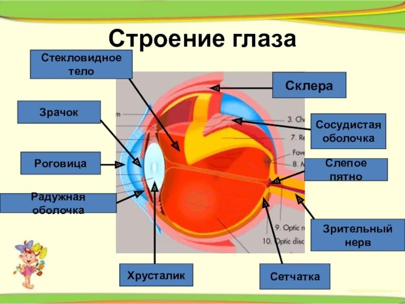 Глаз биология 8 класс кратко. Строение глаза биология. Строение глаза человека биология. Строение глаза по биологии. Анатомия глаза презентация.