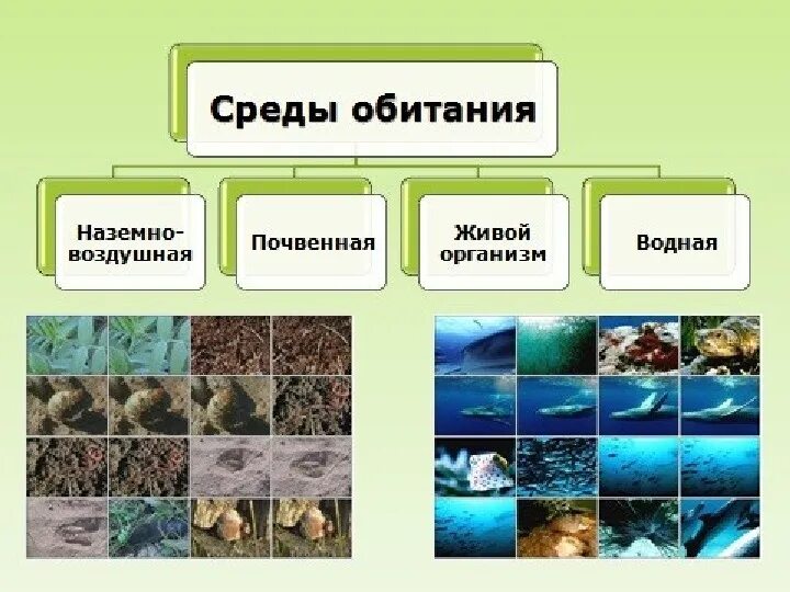 Среды обитанияобитания. Среда обитания. Среда. Среды обитания живых организмов.