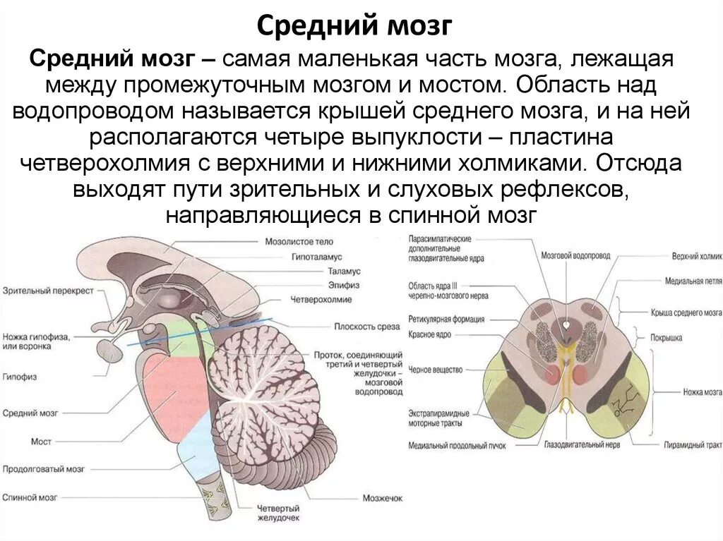 Средний мозг включает в себя