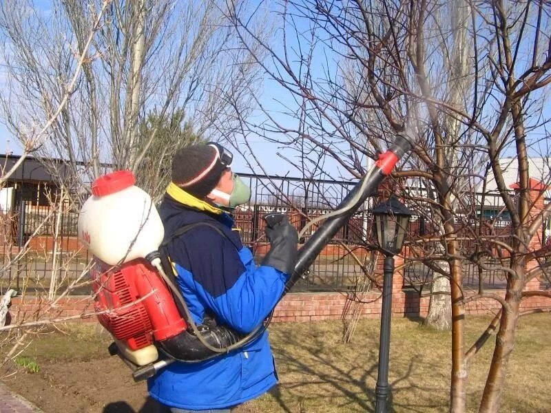 Весенняя обработка яблонь. Опрыскивание плодовых деревьев. Опрыскивание деревьев в саду. Обработка сада осенью. Обработка дерева.