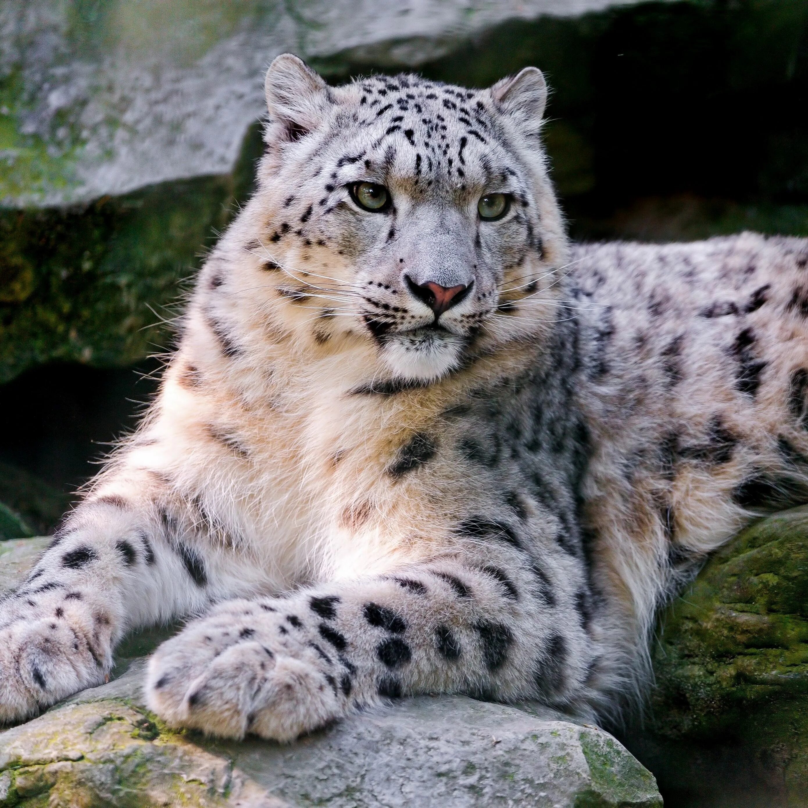 Снежный барс на памире. Снежный барс леопард snow leopard ирбис. Ирбис фото описание. Леопард снежный барс ягуар. Ирбис красная книга.