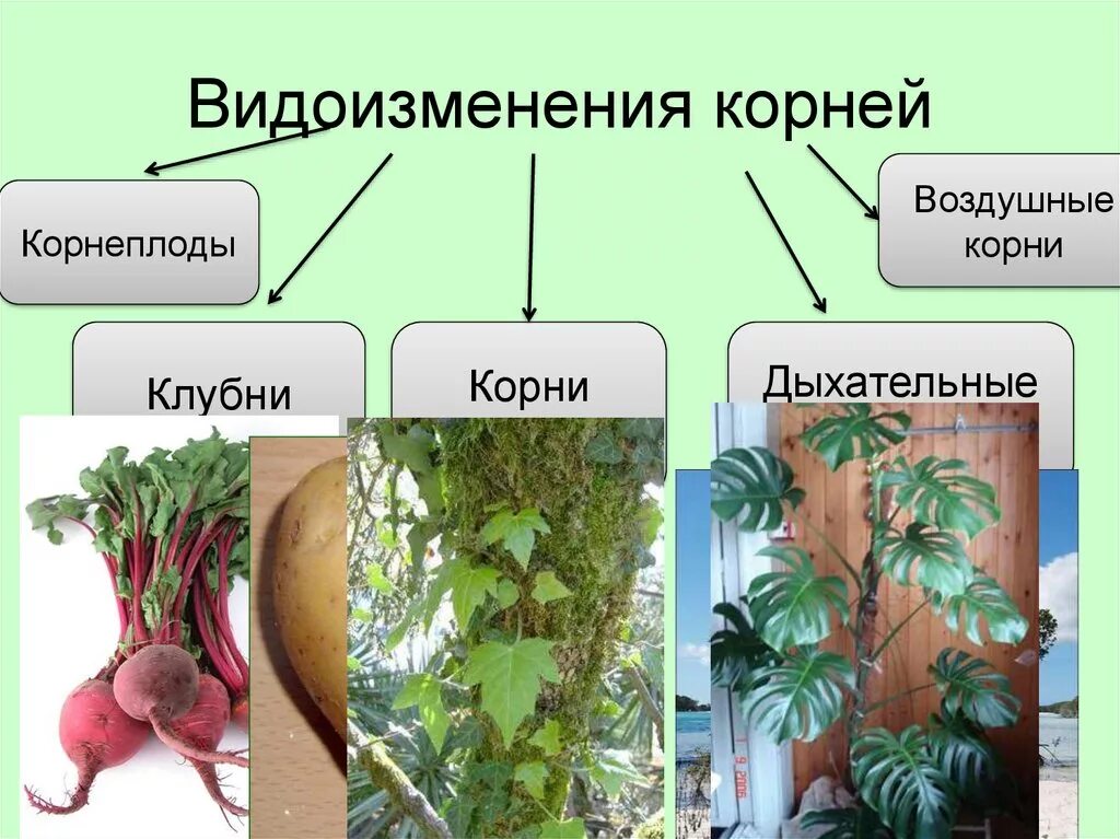 Условия для корня. Корневые клубеньки видоизменение. корнеплоды видоизменения корня.