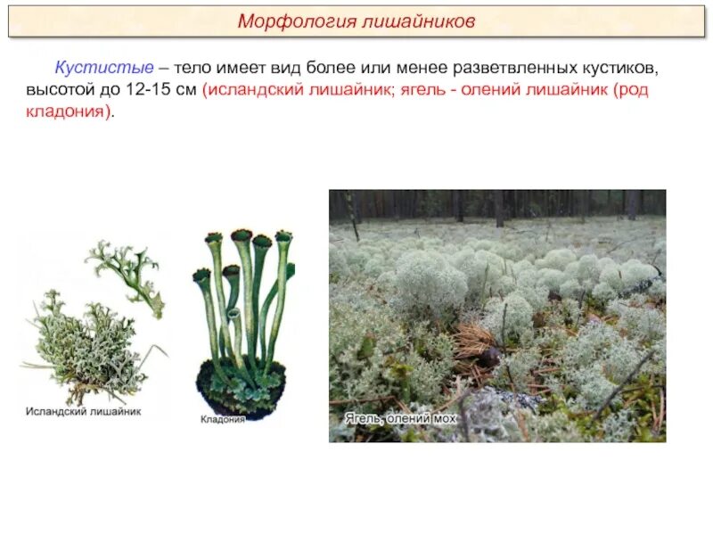 Специалисты по лишайникам давно ведут дискуссию