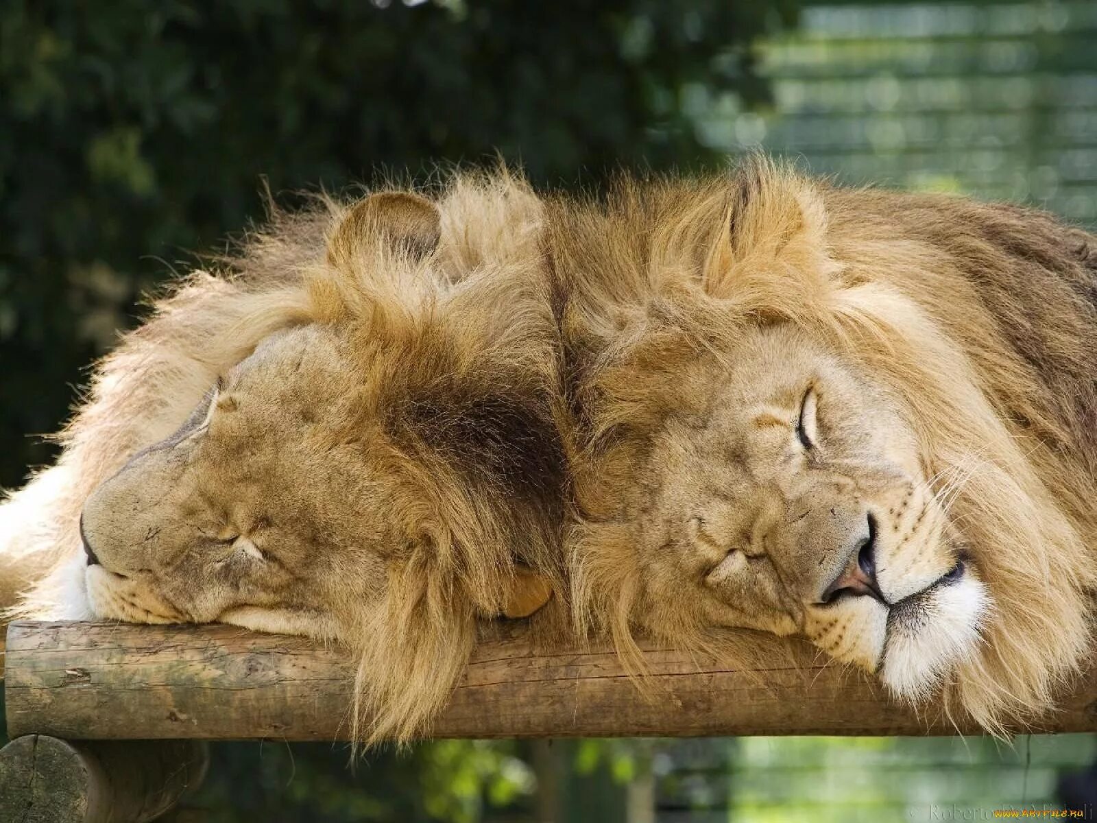Спокойной лев. Спокойной лев. Лев. Спокойной лев. Лев и львица любовь.