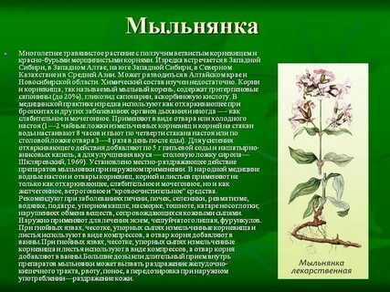 Травянистое растение в народной медицине