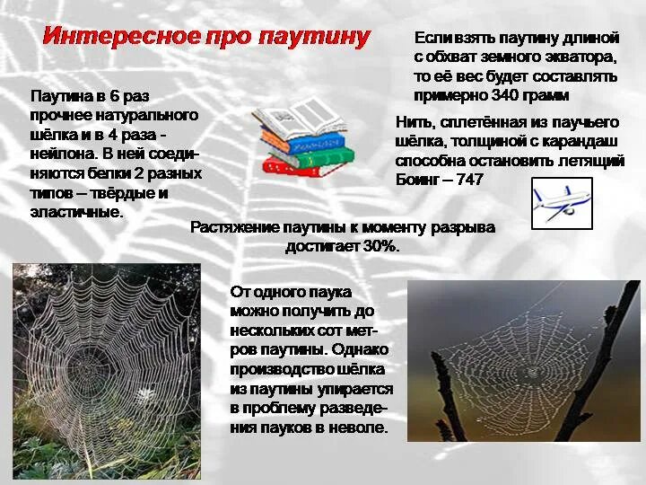 Почему в жизни пауков паутина имеет большое значение. Выделение паукообразных. Плетение паутины пауком. Функции паутины у паукообразных. Значение использования паутины.