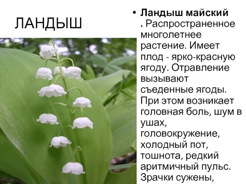 Отравление ландышем. Отравление ландышем