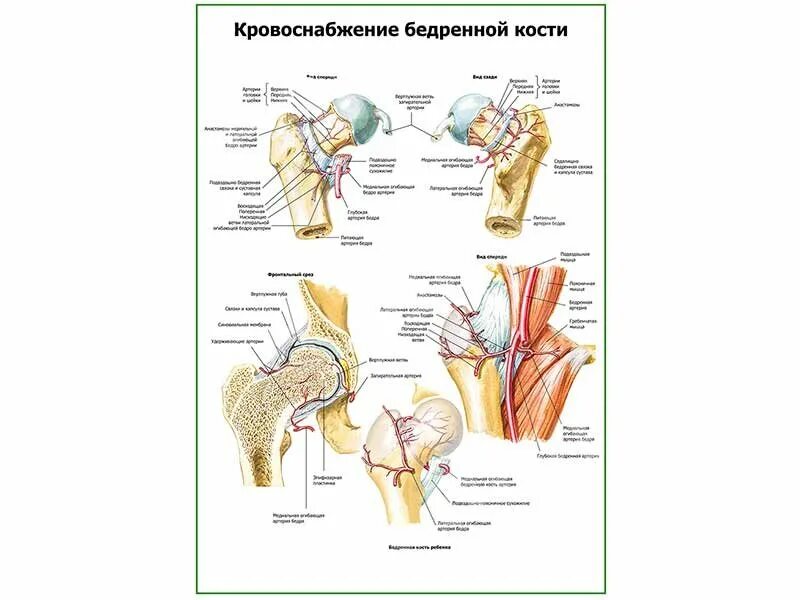 Кровоснабжение головки и шейки бедренной кости. Кровоснабжение проксимального отдела бедренной кости. Кровоснабжение головки бедренной кости. Шейка бедра кровоснабжение.