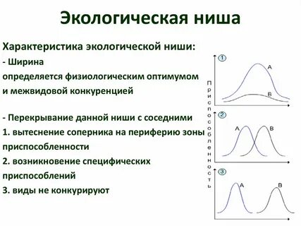 Экологическая ниша 11 класс