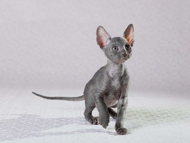 котята корниш. котята корниш. котята породы корниш-рекс. корниш рекс котята. котята корниш.