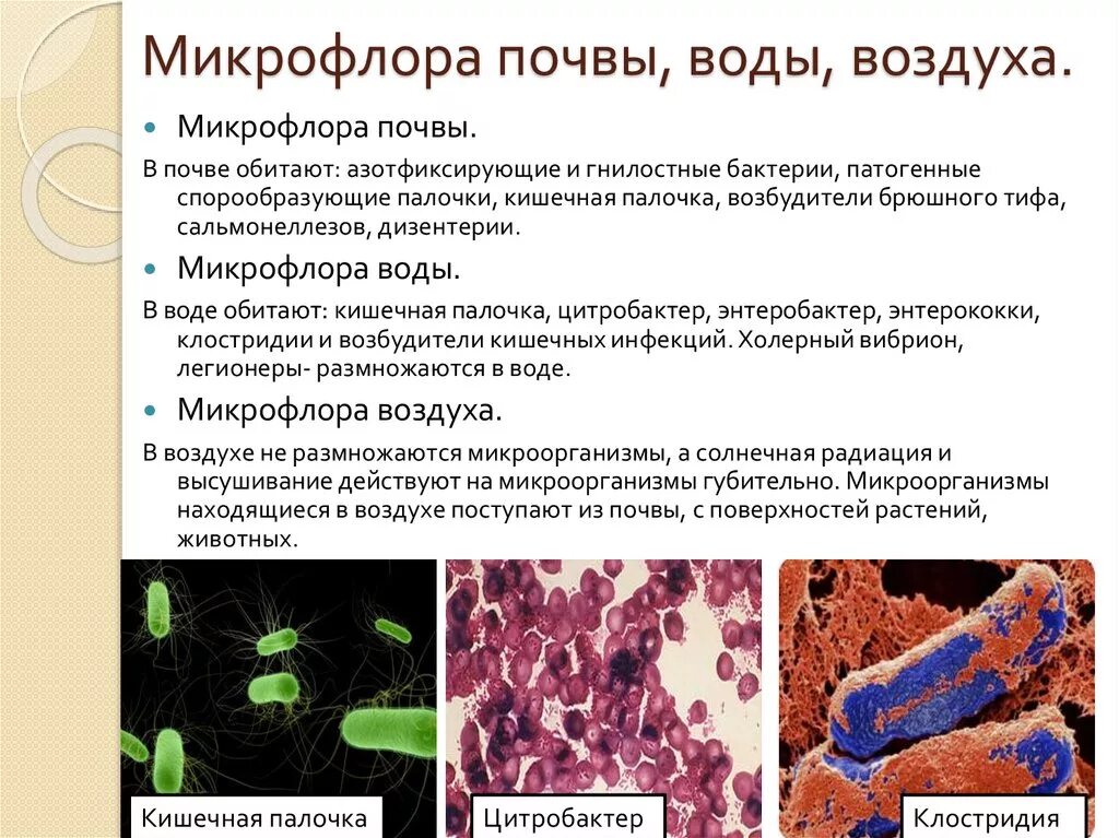 Значение болезнетворных бактерий. Микрофлора воды почвы и воздуха микробиология. Микрофлора почвы воды воздуха. Микрофлора почвы воды воздуха микроорганизмы. Характеристика микрофлоры почвы воды и воздуха.