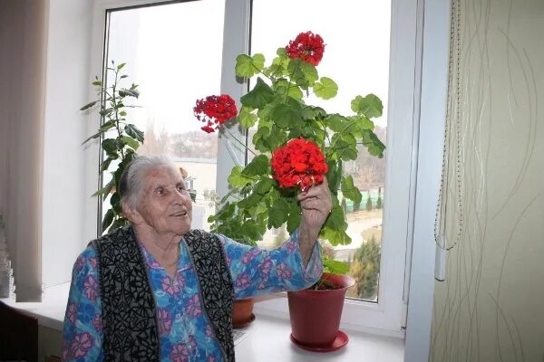 Бабушкиной страстью были цветы так что. Бабушкины цветы на подоконнике. бабушка с геранью. цветы на окне у бабушки. комнатные растения бабушек.