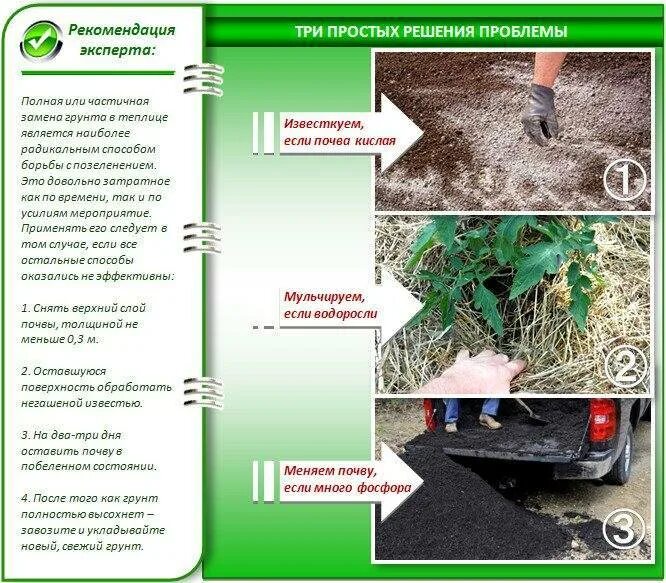 Какую почву любит садовая. Позеленела земля в теплице. Почва в теплице. Кислая почва на огороде. Влажность почвы в теплице.
