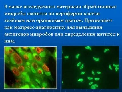 Периферия клетки