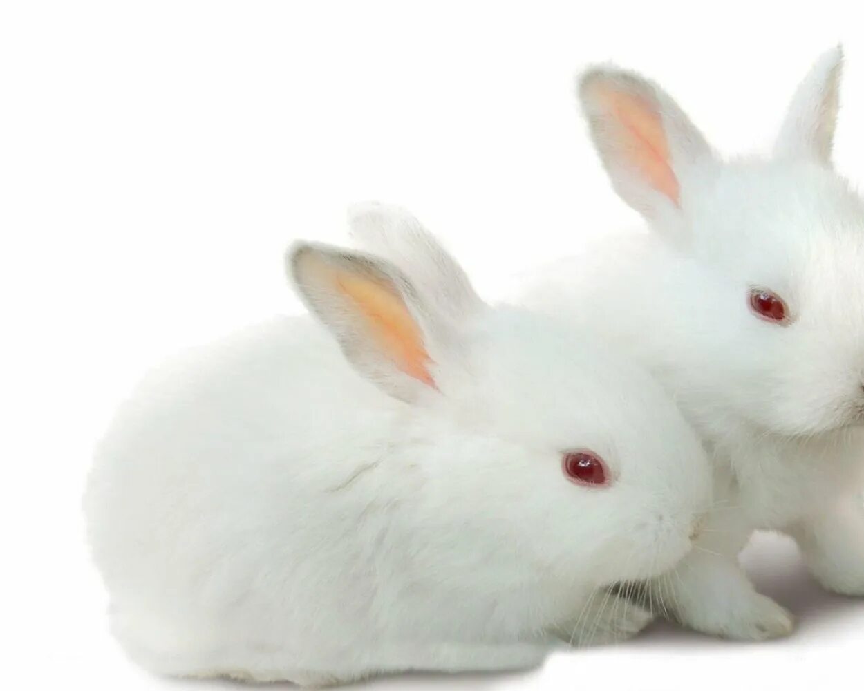 Bunny png