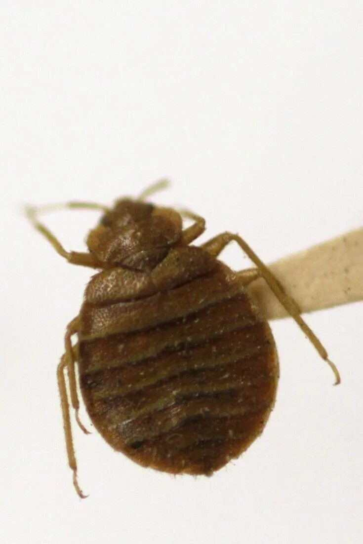 First bug