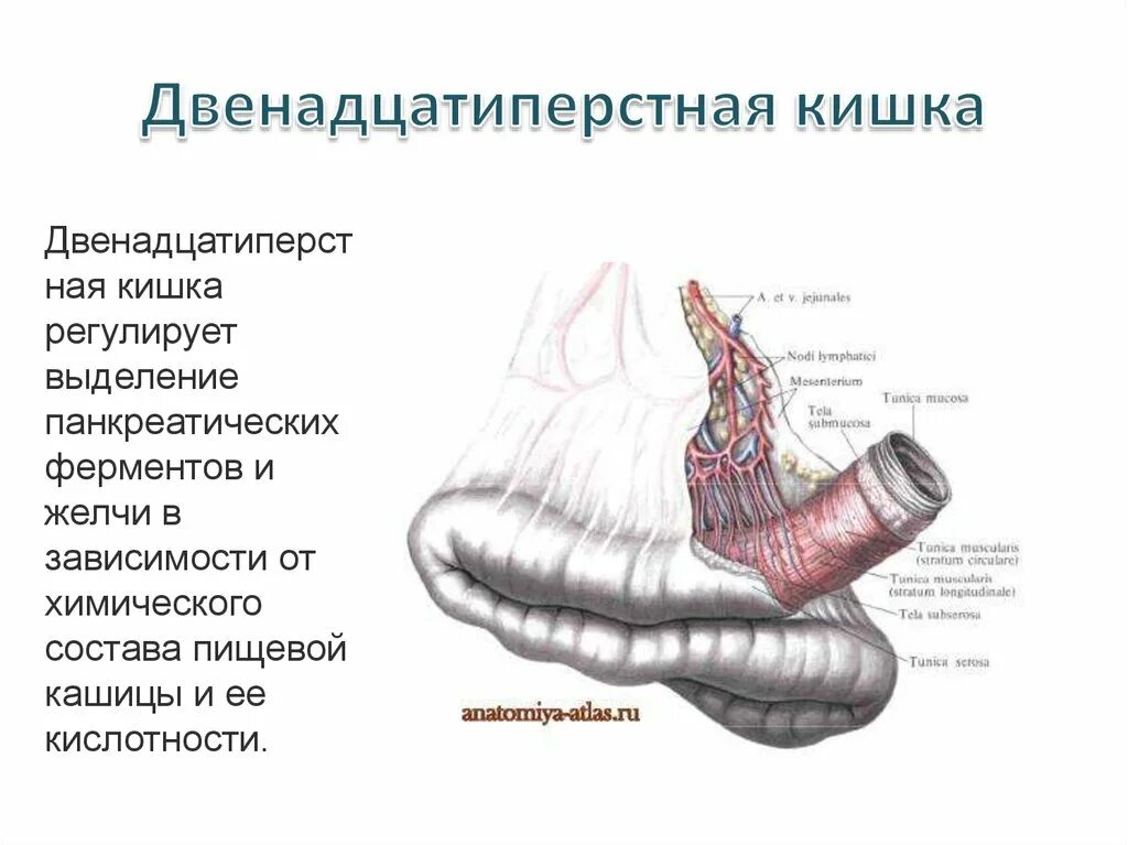 Двенадцатиперстный изгиб