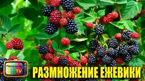 Ежевика садовод