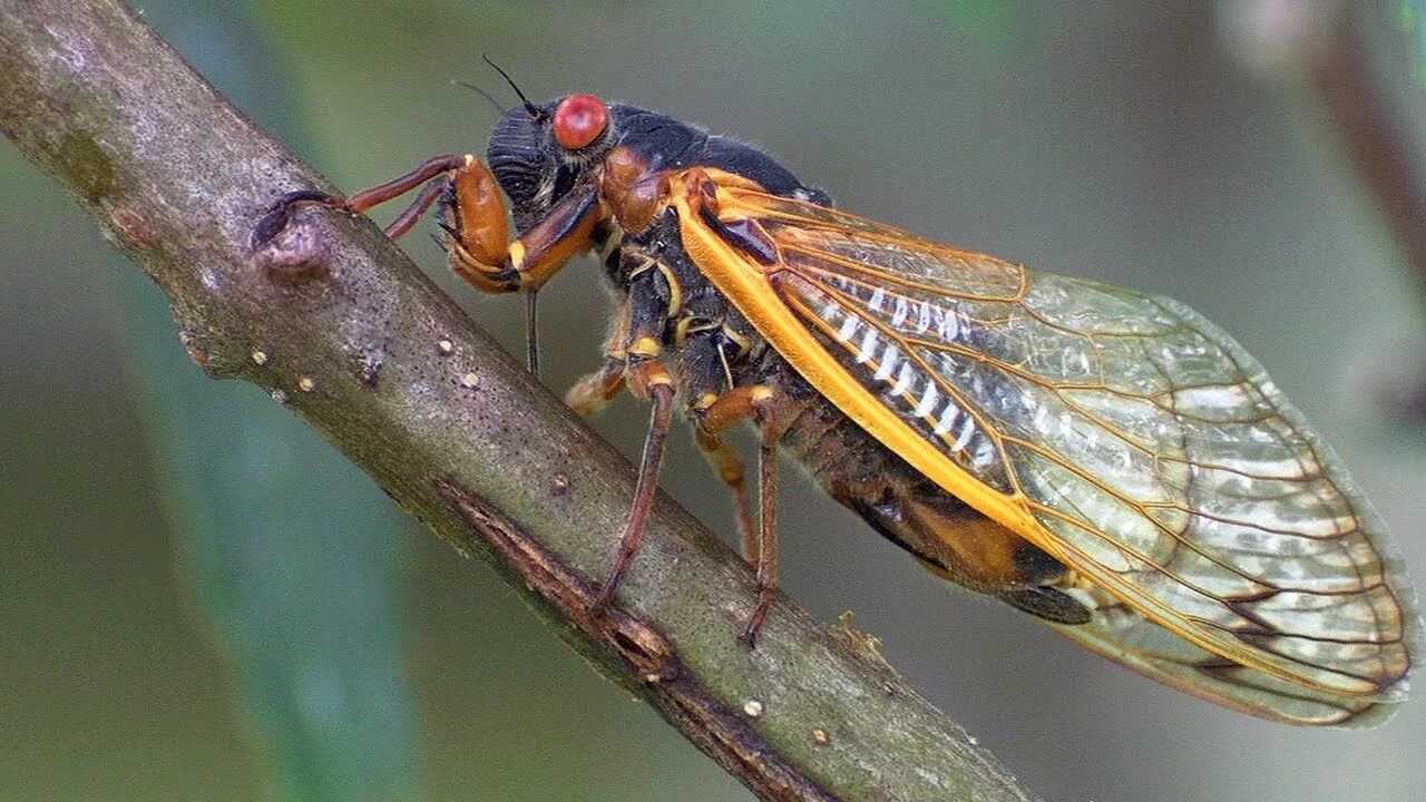 Чем опасны цикады. Муха цикада. Цикада обыкновенная Lyristes plebejus. Муха цикада в Краснодарском крае. Цикада насекомое Краснодарский.