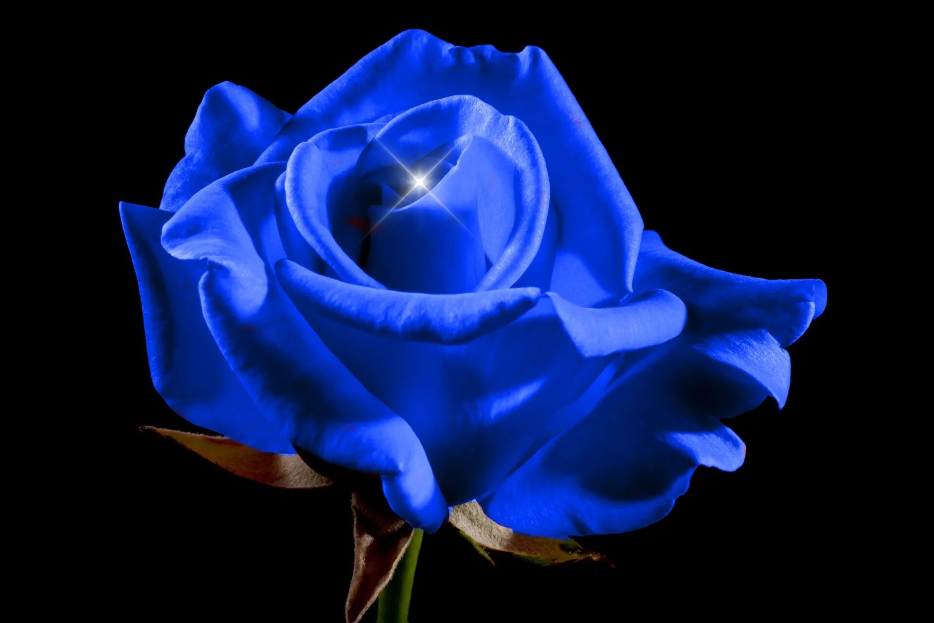 Красивые синие розы. Синие розы фон.
