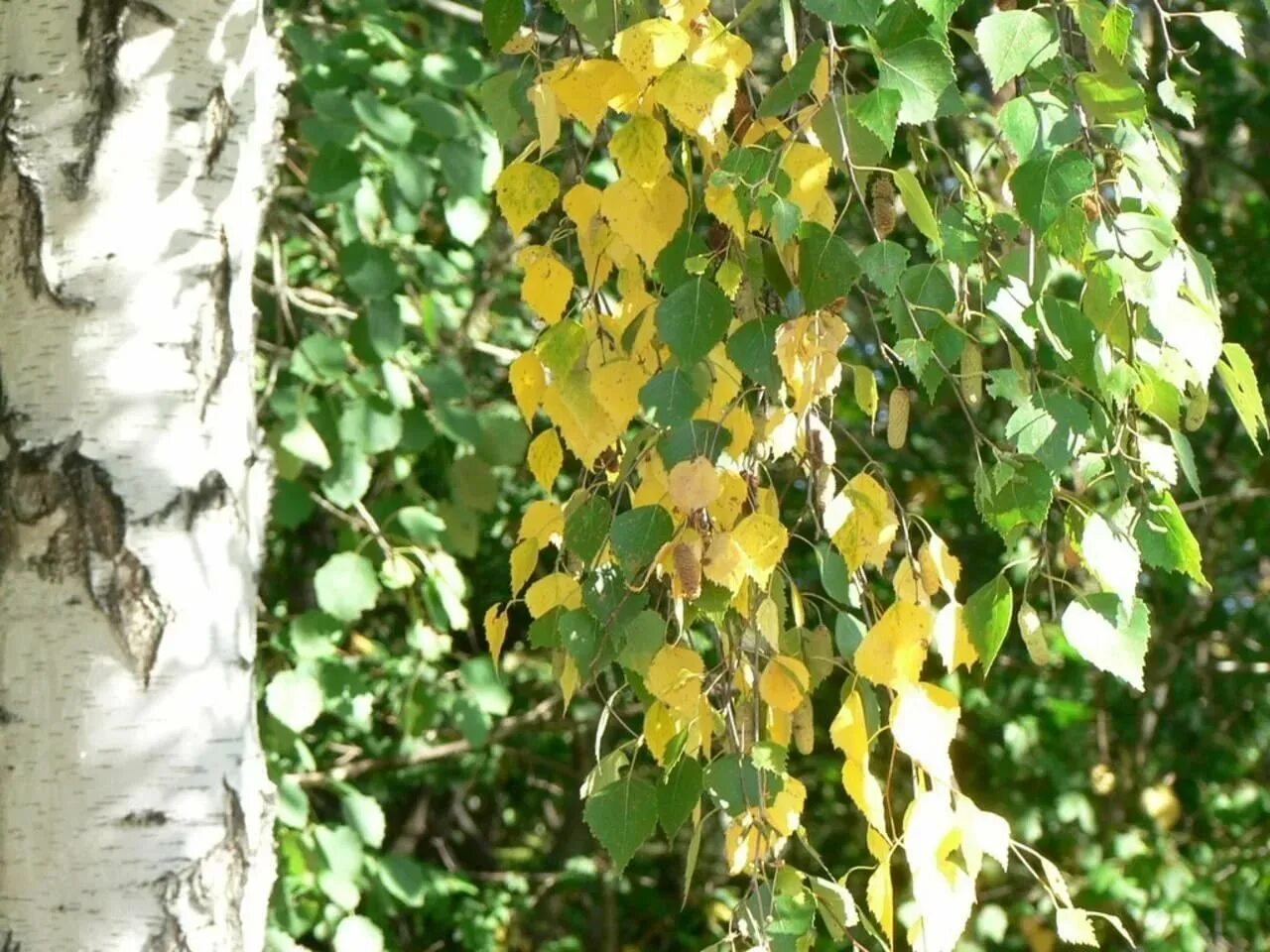 Береза повислая осень. Береза Жакмана. Betula middendorffii (береза Миддендорфа). Береза желтая (Betula costata). Открой березки