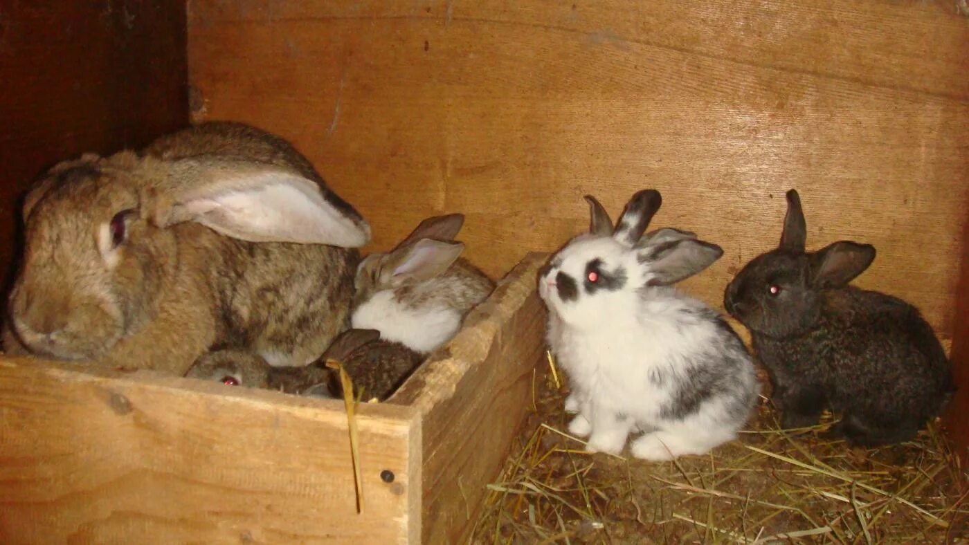 Потомство кроликов сколько