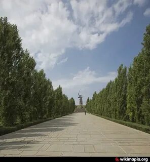 Аллея серебристых тополей последняя