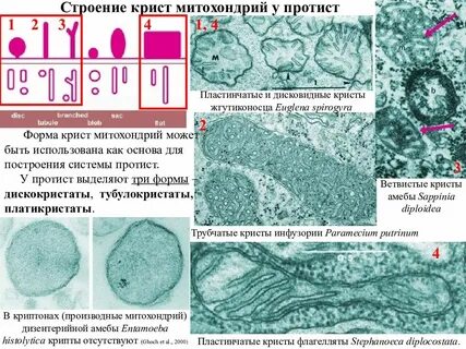 Строение крист