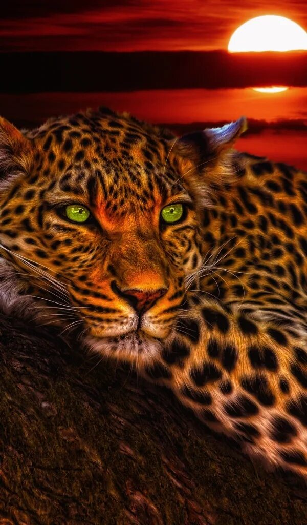 Пантеры. Голова леопарда. Леопард гепард ягуар. Серпопард. Леопард на закате.