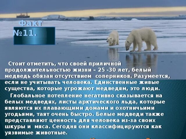 Интересные сведения о белом медведе. Медвежата. Интересное о белом медведе для детей. Сибирский бурый медведь. Рассказ о медведе.