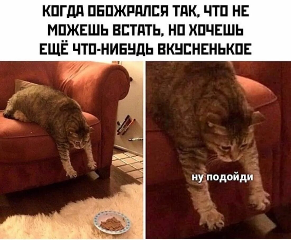 Не могу встать форум. Когда обожрался. день кошек мемы. кошки юмор. обожралась и не может встать.