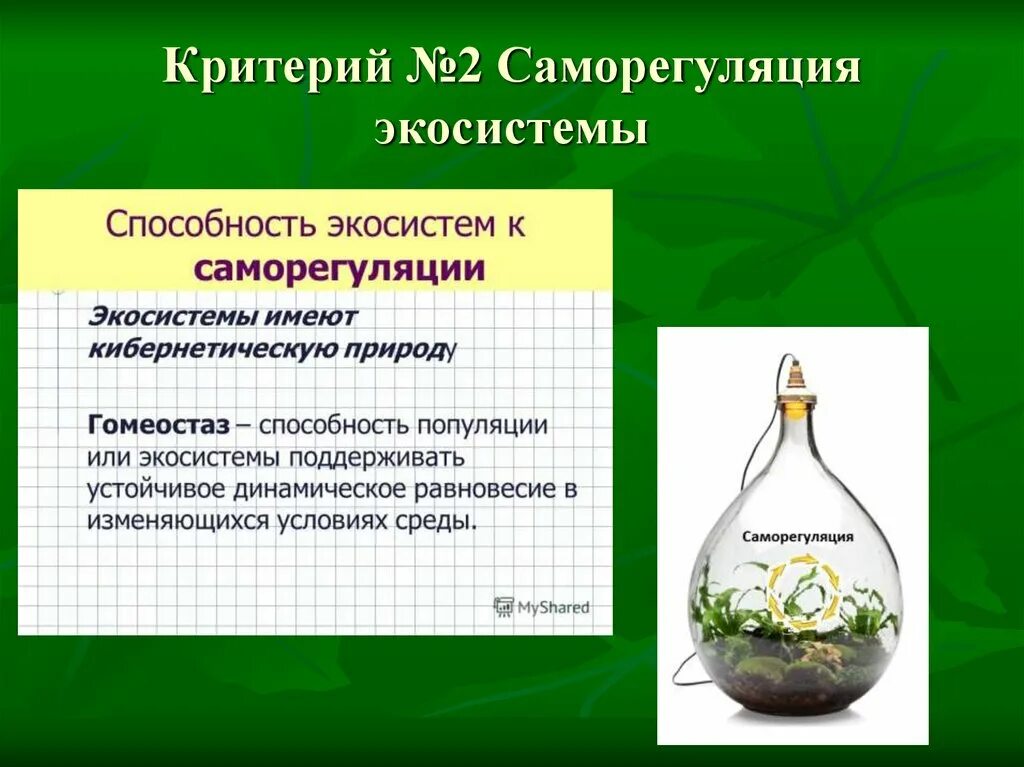 Пример саморегуляции у растений. Саморегуляция экосистемы. Способность к саморегуляции экосистемы. Механизмы саморегуляции экосистем. Саморегуляция в естественных экосистемах.