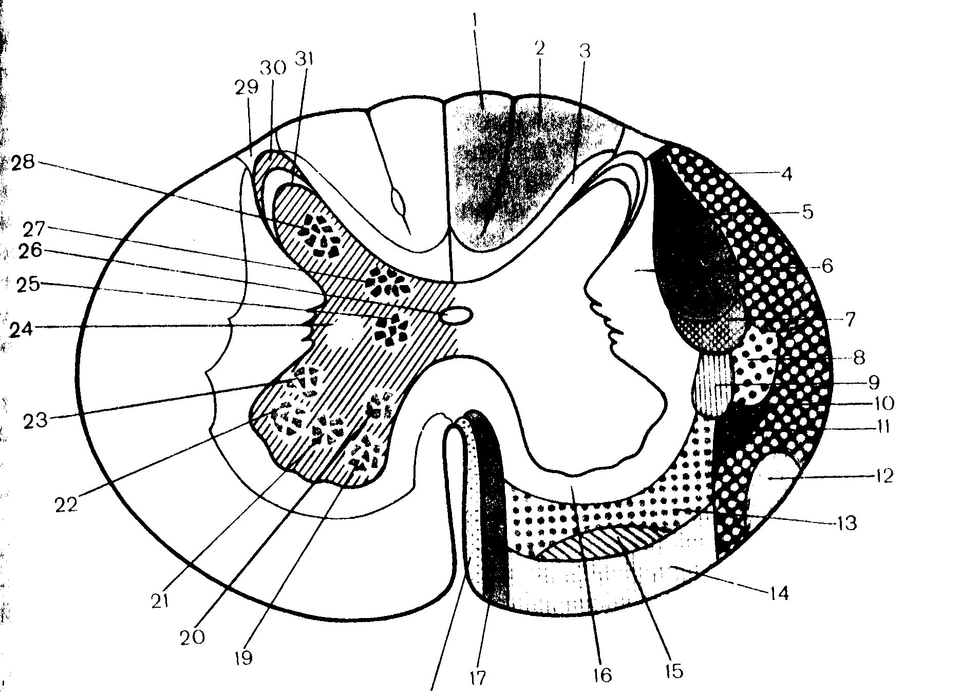 Центральное ядро спинного мозга. Поперечный срез спинного мозга ядра. Топография ядер серого вещества спинного мозга. Спинной мозг строение поперечный срез. Схема поперечного среза спинного мозга.