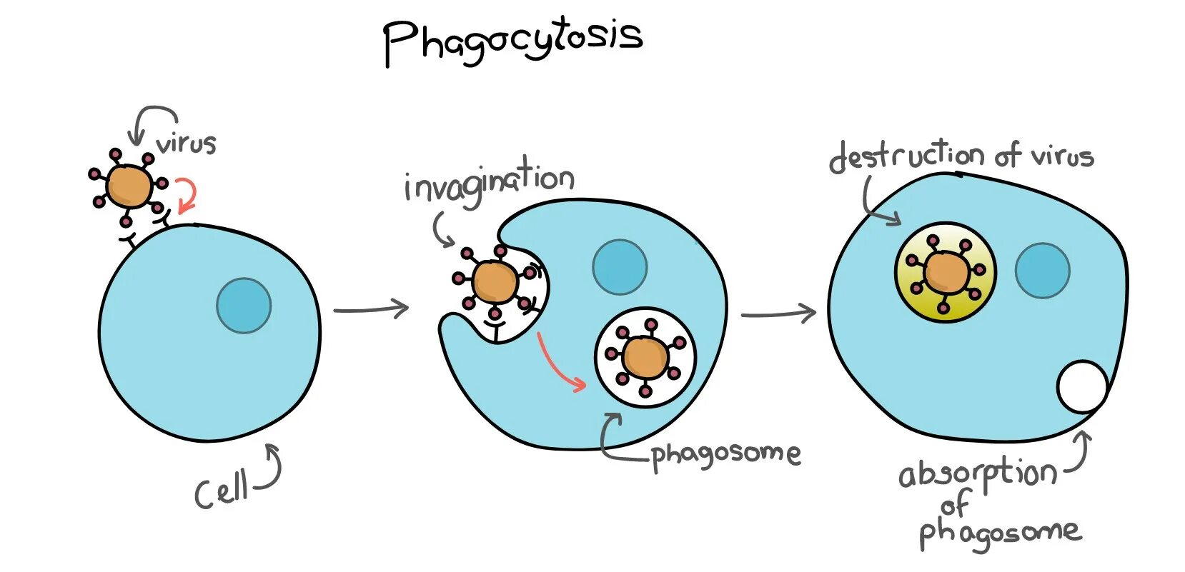 Фагоцитоз макрофагов схема. Схема механизма образования иммунитета клеточный фагоцитоз. Клетки фагоцитоза иммунология. Стадии фагоцитоза схема. Явление захвата