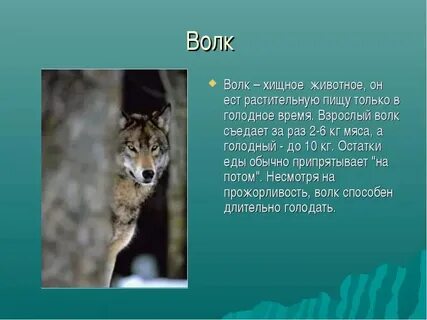 Доклад о животном 3 класс окружающий мир