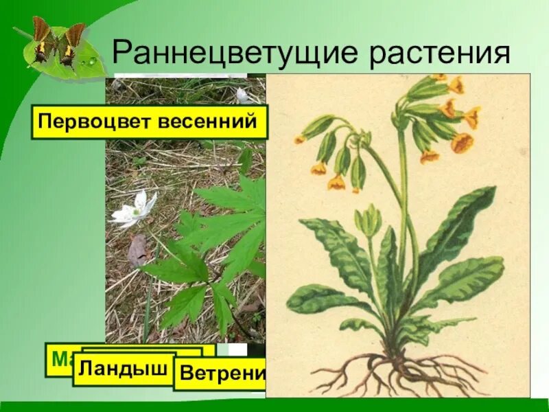 Названия раннецветущих растений окружающий мир 2 класс. Раннецветущие растения подснежник. раннецветущие растения окружающий мир. раннецветущие растения весной. назови раннецветущие растения.