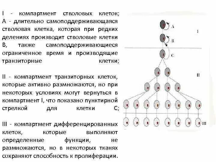 Промежуточные клетки стволовые. Самоподдерживающаяся популяция стволовых клеток. Компартмент полустволовой клетки. Компартмент коммитированных клеток. Деление стволовых клеток